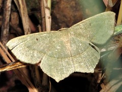 Traminda vividaria