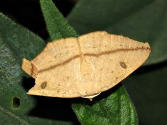 Traminda falcata
