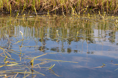 Sparganium hyperboreum