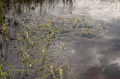 Sparganium hyperboreum