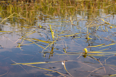 Sparganium hyperboreum