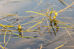 Sparganium hyperboreum