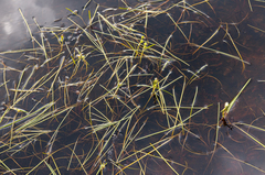 Sparganium hyperboreum