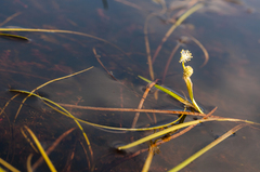 Sparganium hyperboreum
