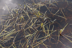 Sparganium hyperboreum