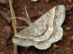 Isturgia supergressa