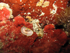Prostheceraeus moseleyi