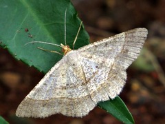 Isturgia supergressa