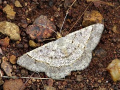 Isturgia supergressa