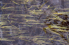 Sparganium hyperboreum