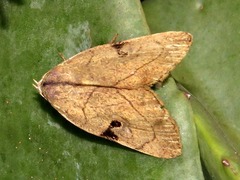 Oglasa nana