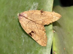Oglasa nana