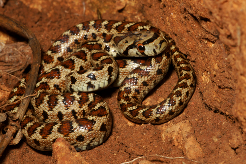 European Ratsnake, photo 2 of 7