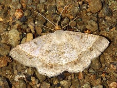 Isturgia catalaunaria