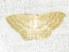 Scopula quadrifasciata