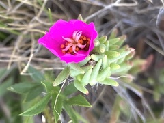 Portulaca confertifolia