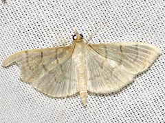 Poliobotys ablactalis