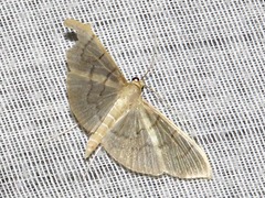 Poliobotys ablactalis