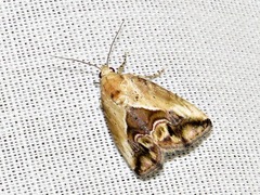 Lithacodia caffristis