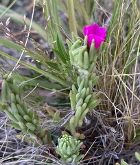 Portulaca confertifolia
