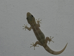 Phyllodactylus reissii