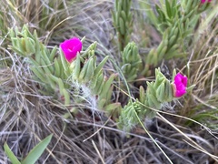 Portulaca confertifolia