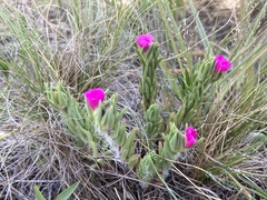Portulaca confertifolia