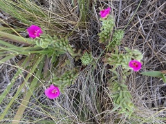 Portulaca confertifolia