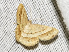 Isturgia catalaunaria