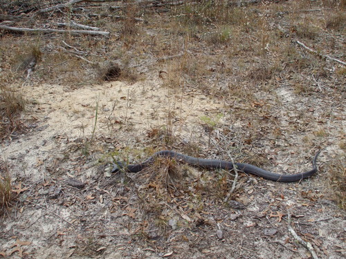 Photo of a Eastern Indigo Snake (Drymarchon couperi)
