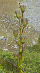 Lilium pyrenaicum