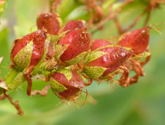 Hypericum richeri burseri