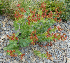 Hypericum richeri burseri