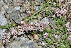 Asperula aristata scabra