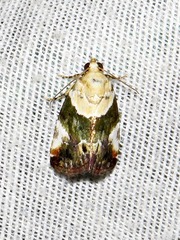 Hypercodia wheeleri