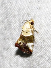 Hypercodia wheeleri