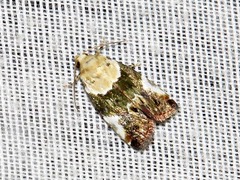 Hypercodia wheeleri