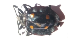 Eumorphus marginatus