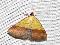 Phytometra duplicalis