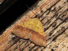 Phytometra duplicalis