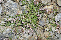 Asperula aristata scabra