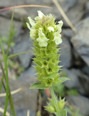 Sideritis hyssopifolia