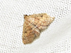 Cerynea thermesialis