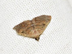 Cerynea thermesialis