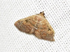 Cerynea thermesialis