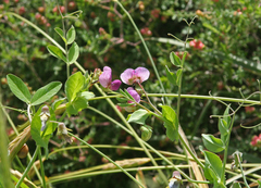 Pisum sativum elatius