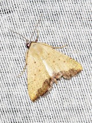 Phytometra subflavalis