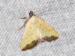 Phytometra subflavalis