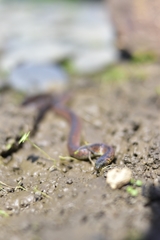 Atractus wagleri