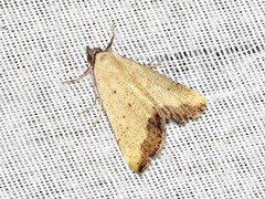 Phytometra subflavalis